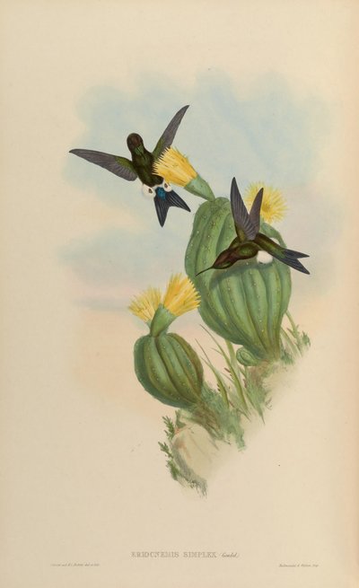 Eriocnemis simplex door John Gould